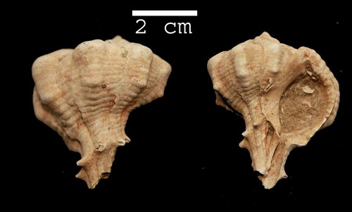 Bolinus brandaris torularius (Lamarck, 1822) - Pliocene